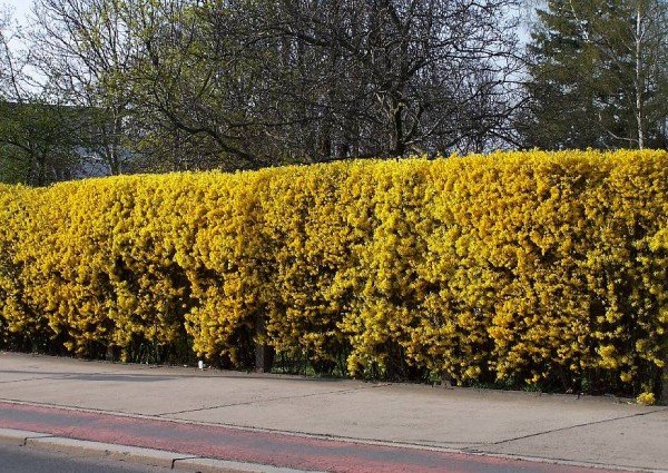 hecken-1-forsythia-intermedia-bluehende-forsythienhecke-in-der-stadt